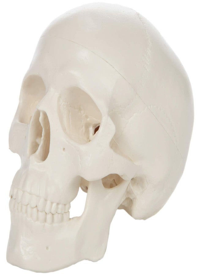 Axis Scientific Miniature Human Skull Model, 3.5" Tall 3-Part Anatomical Mini Human Skull Model with Removable Skull Cap and Moving Jaw, Realistic Skull Anatomy Model Includes Detailed Product Manual, Axis Scientific - Image 1